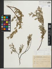Foto von Salix repens subsp. repens L.